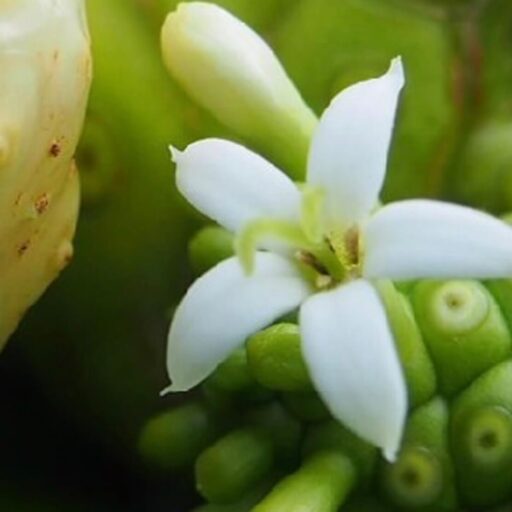 ノニマイページ！